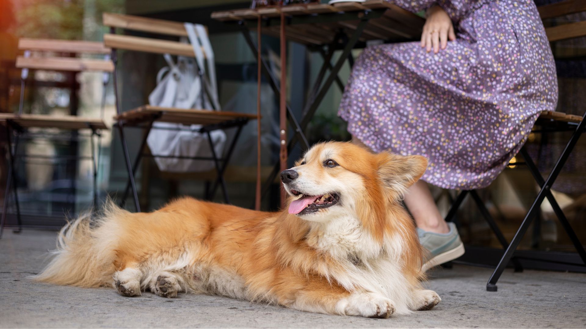 Dog Breeds That Relax in Pet-Friendly Cafés Happily