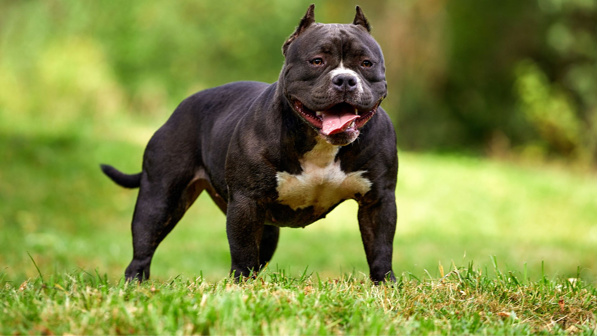 9 Best Rugged Muscular Dog Breeds