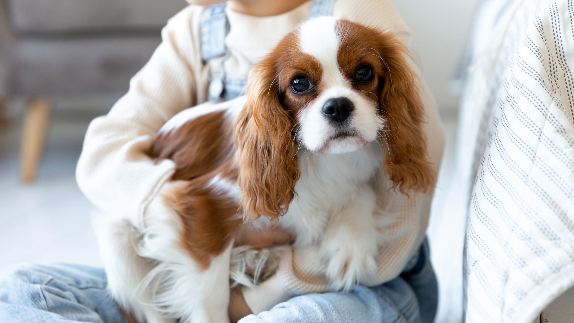 Dog Breeds with Soft Floppy Ears That Kids Love