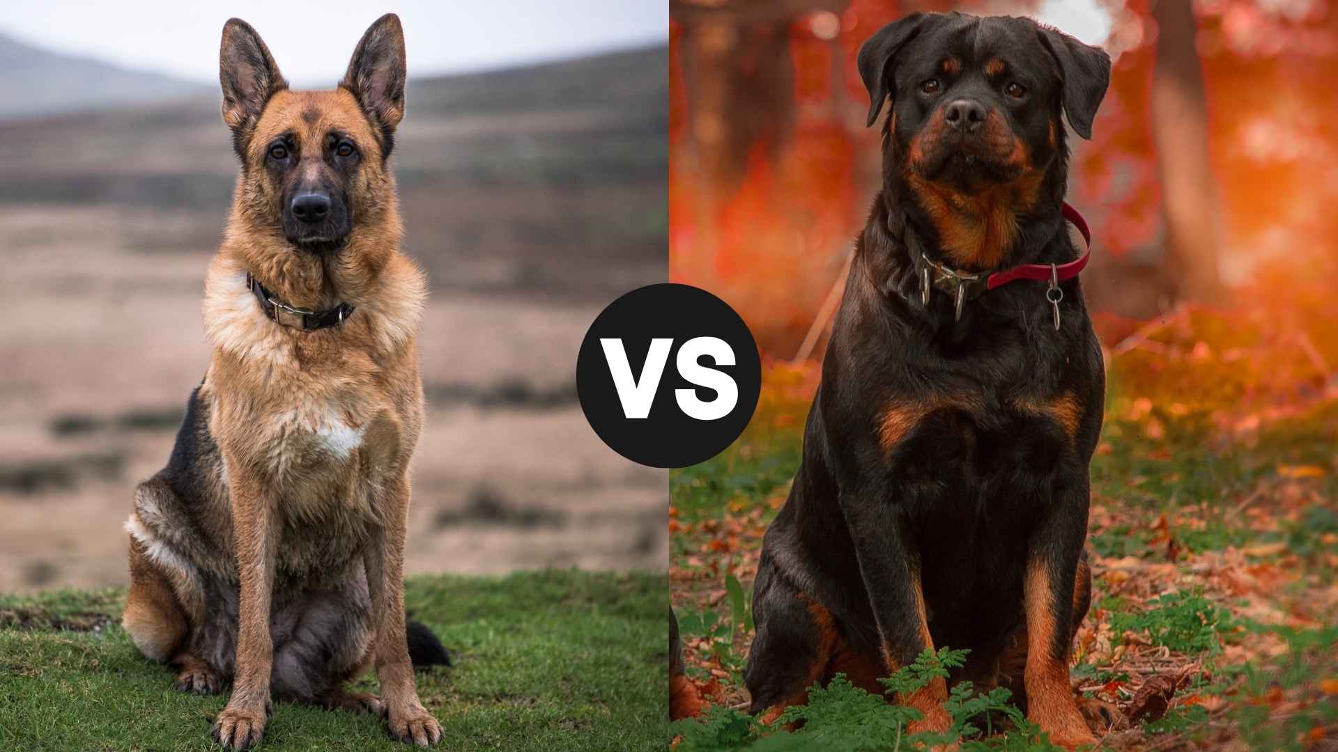 German Shepherd vs. Rottweiler: Which Listens Better for Training?
