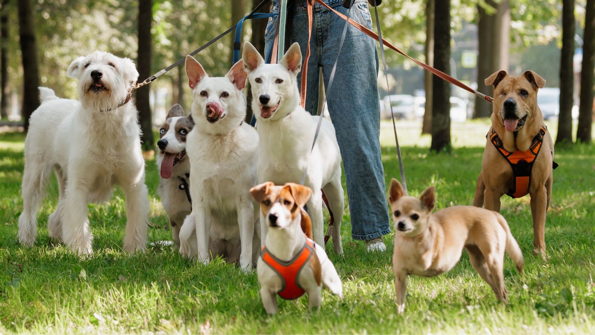 Happiest Dog Breeds For School Campuses