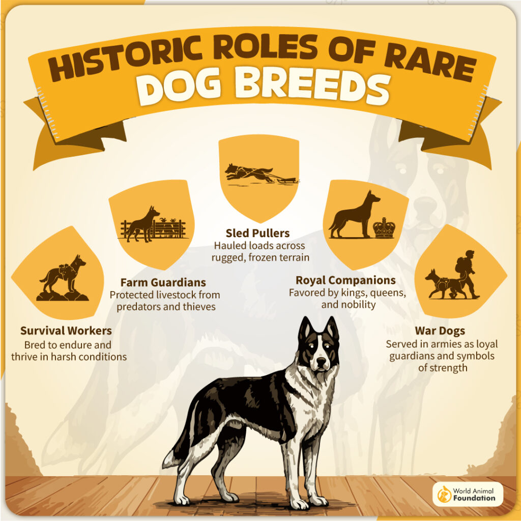 Historic Roles of Rare Dog Breeds-02