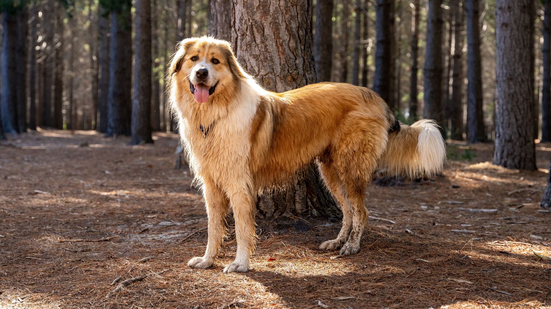 Independent Big Dog Breeds That Thrive Alone