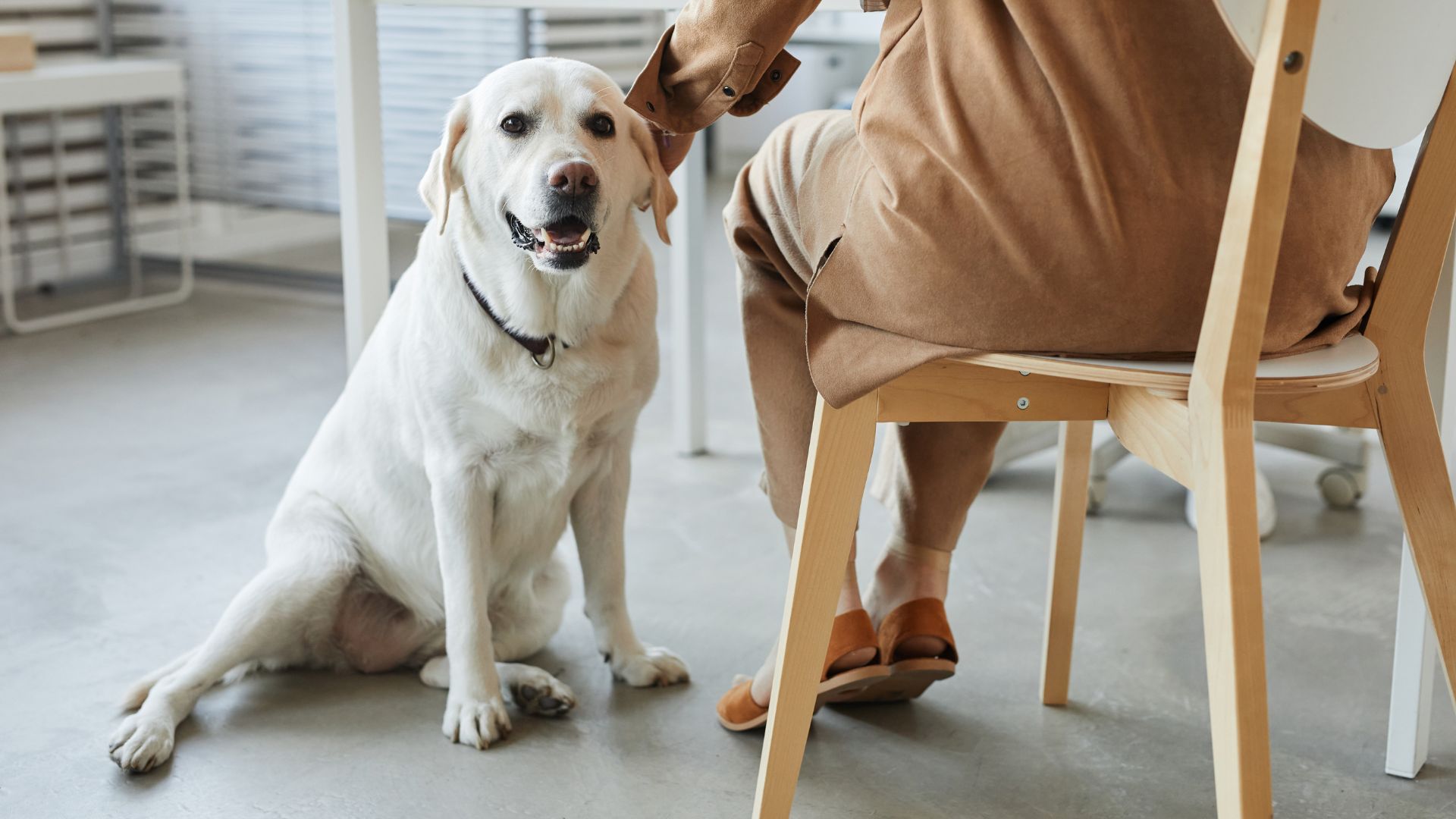 Loyal Dog Breeds Who Show Commitment In Every Way