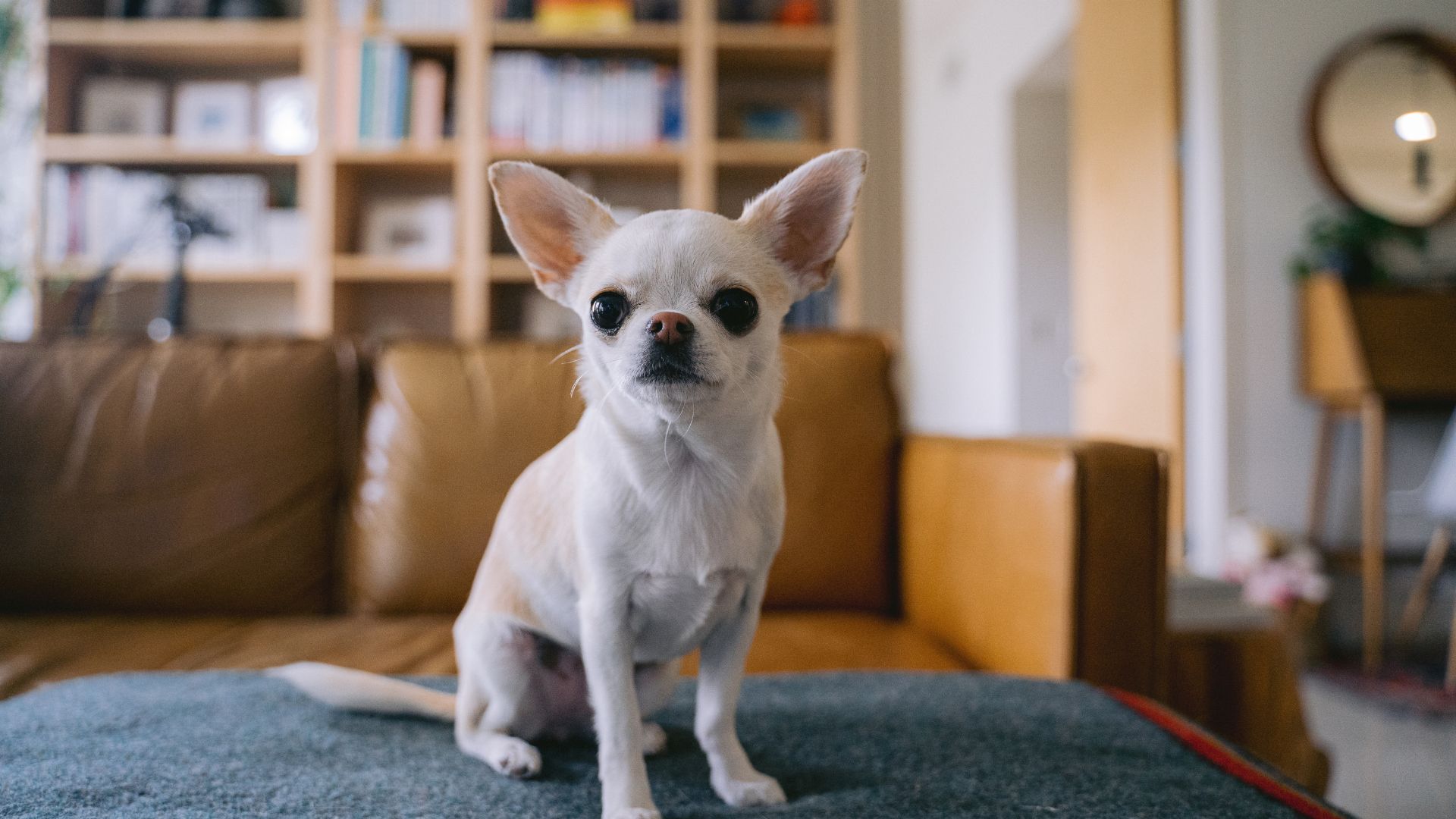 Micro Dog Breeds Making Big Impacts In Small Spaces