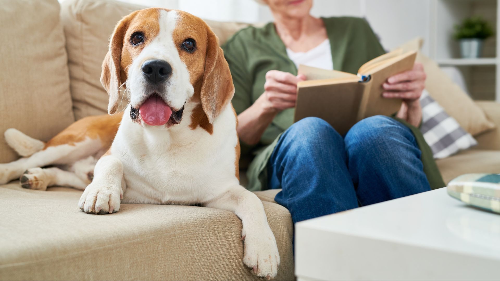 Most Coolest Dog Breeds for Seniors