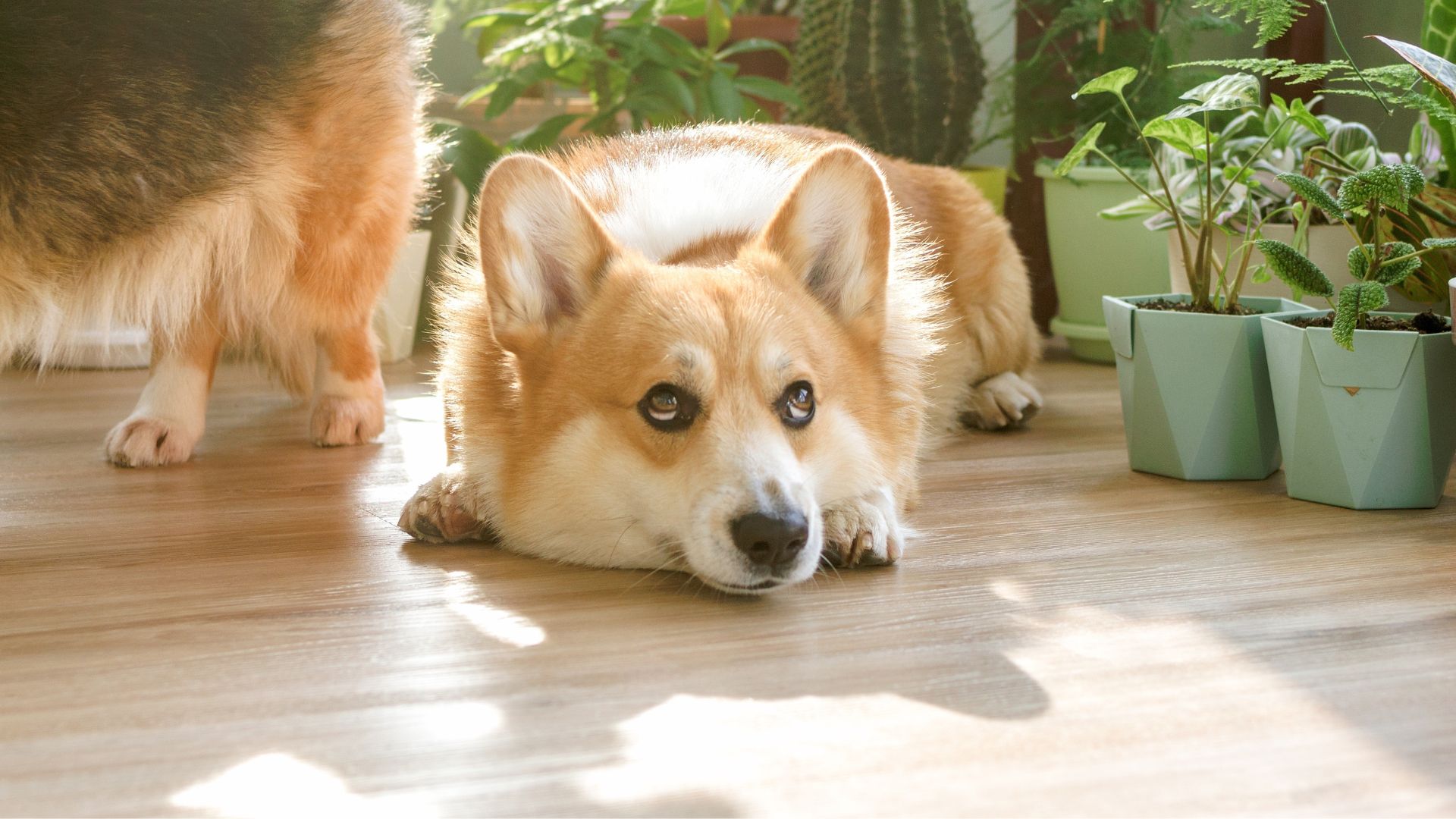 Most Sensitive Smart Dog Breeds That Truly Understand Your Emotions