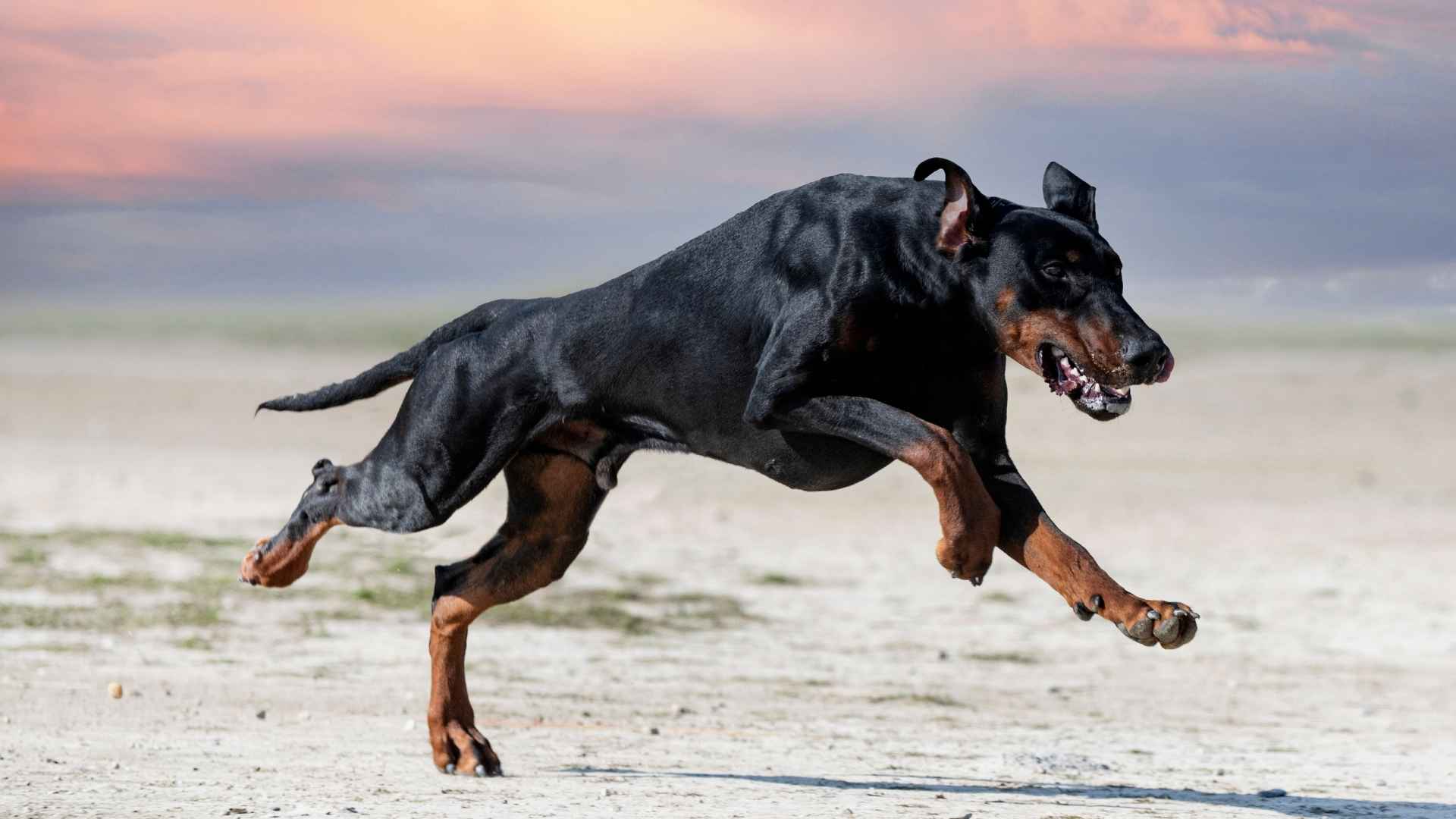 Muscular Dog Breeds Packed With Raw Power