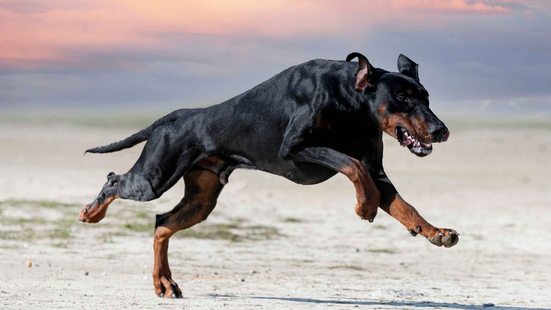 8 Popular Muscular Dog Breeds With Incredible Durability
