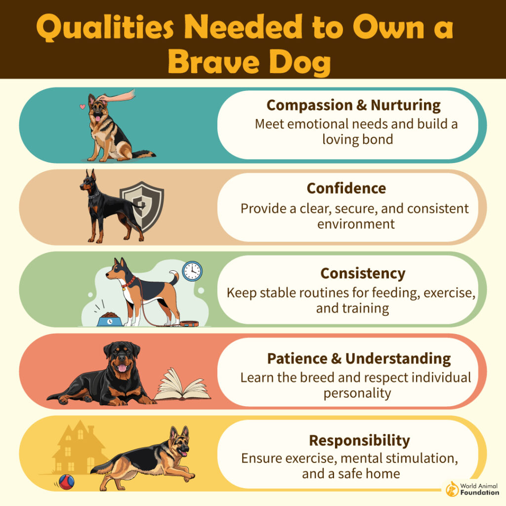 Qualities Needed to Own a Brave Dog-01