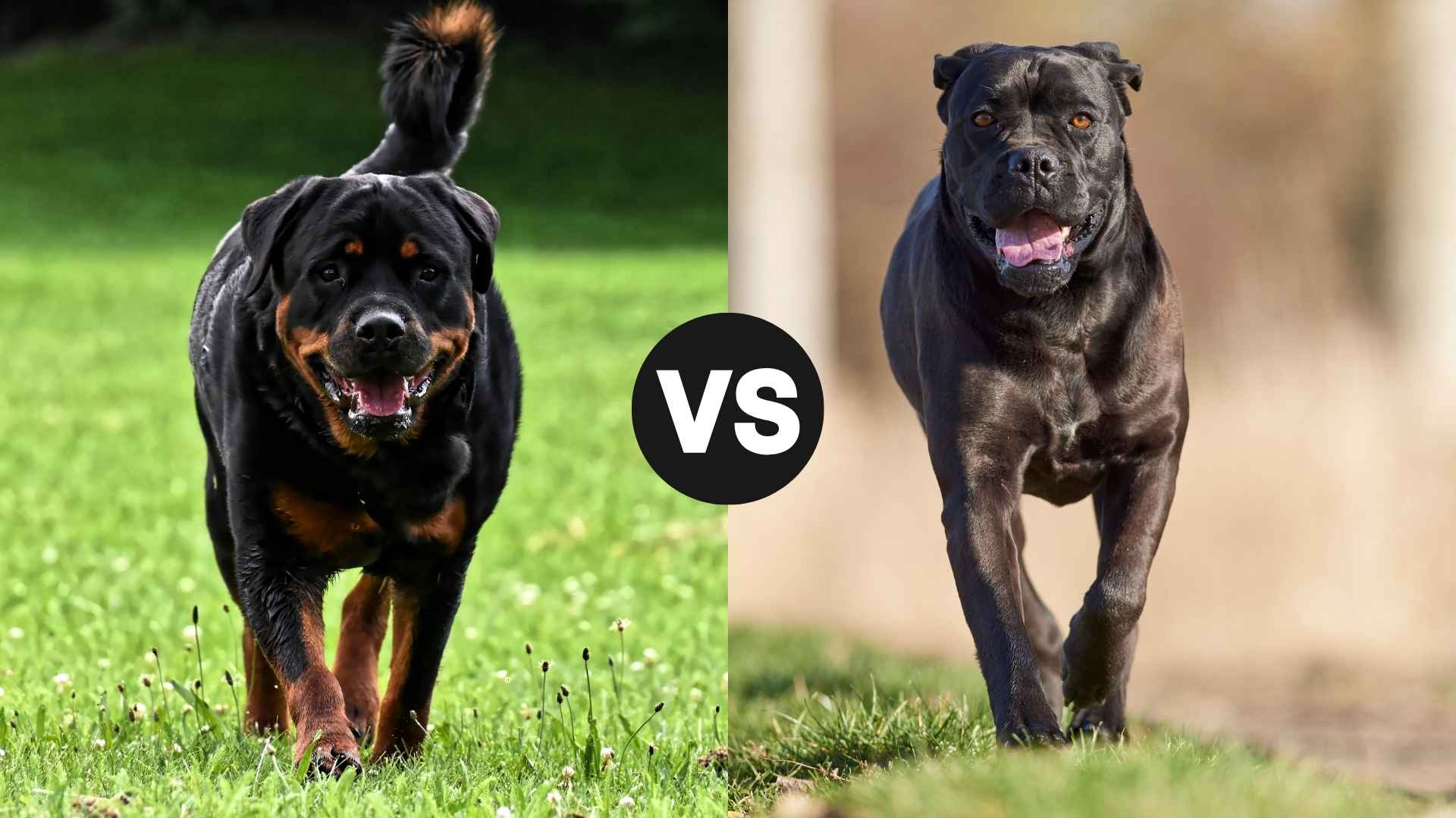 Rottweiler vs. Cane Corso Which Is More Loyal to Family