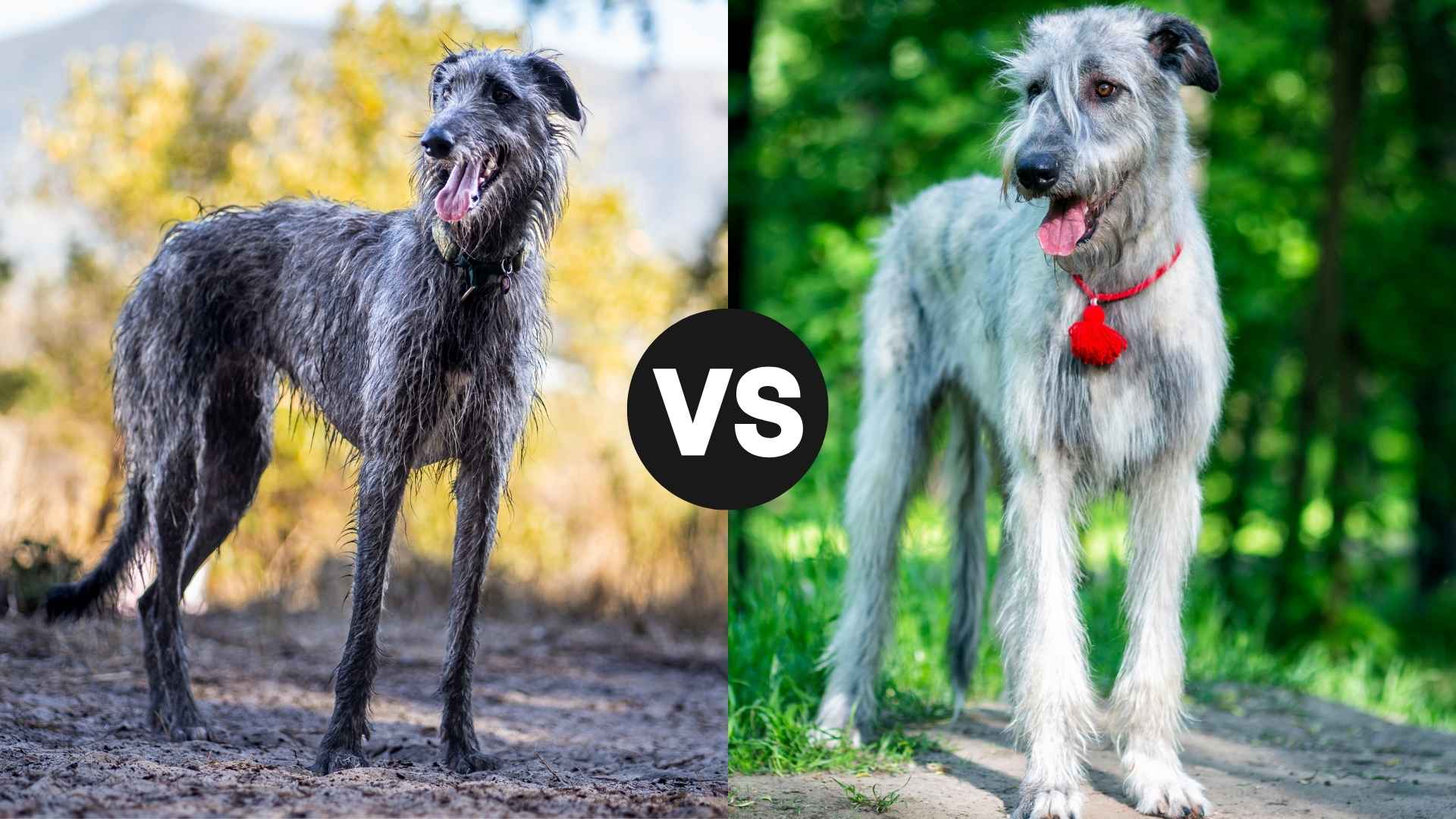 Scottish Deerhound vs. Irish Wolfhound: Which Is More Graceful?