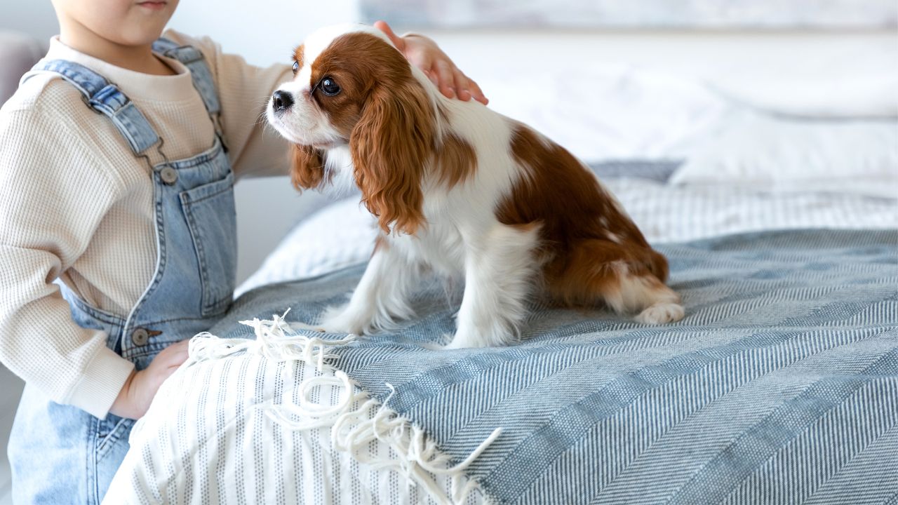 Smartest Toy Dog Breeds For Kids