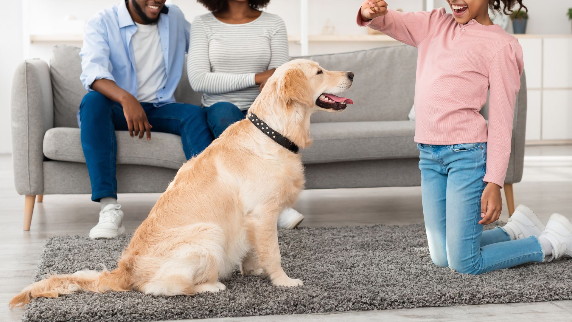 Super Smart Retriever Dog Breed