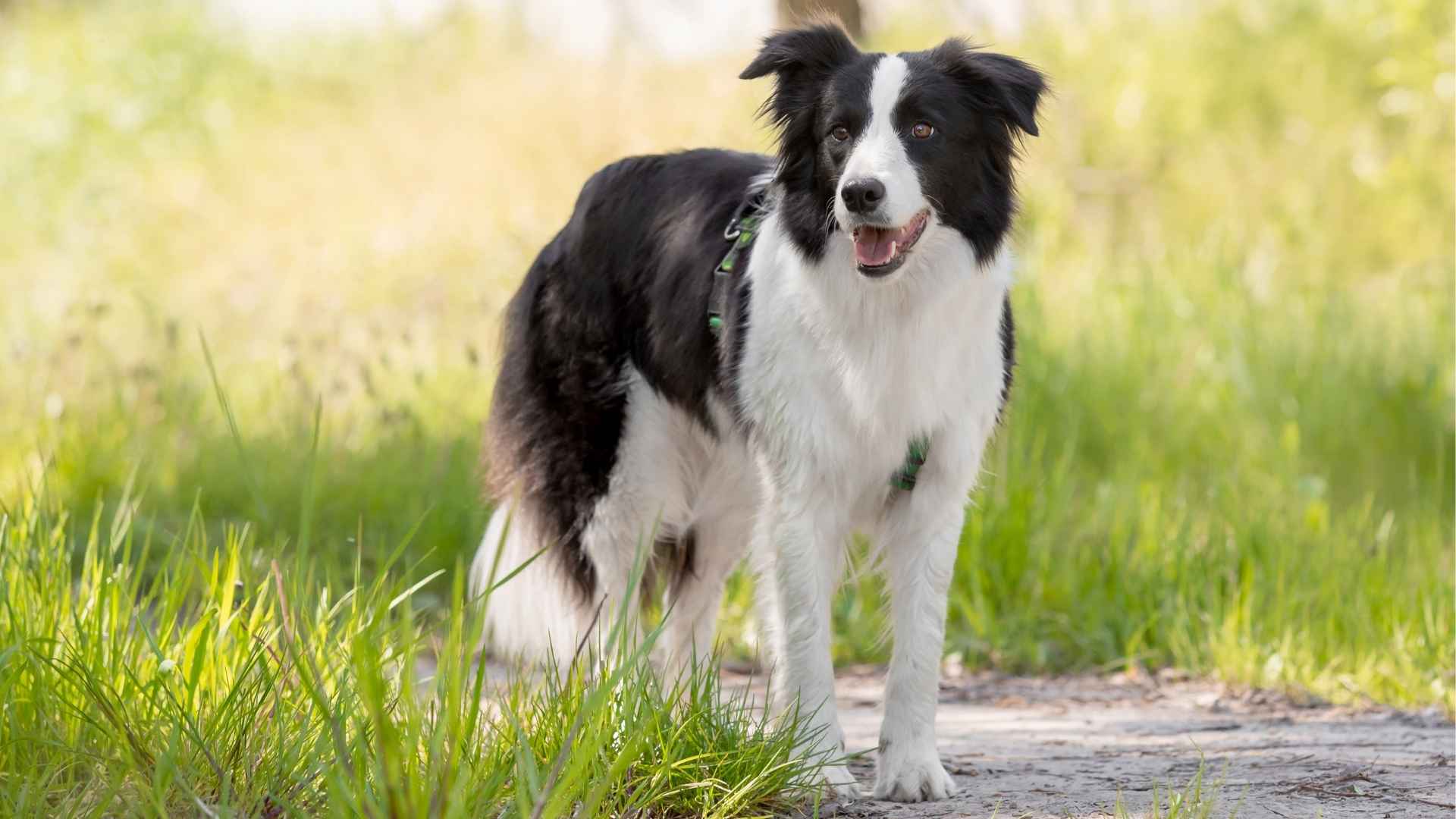 Top 10 Ultimate Clever Dog Breeds That Will Blow Your Mind