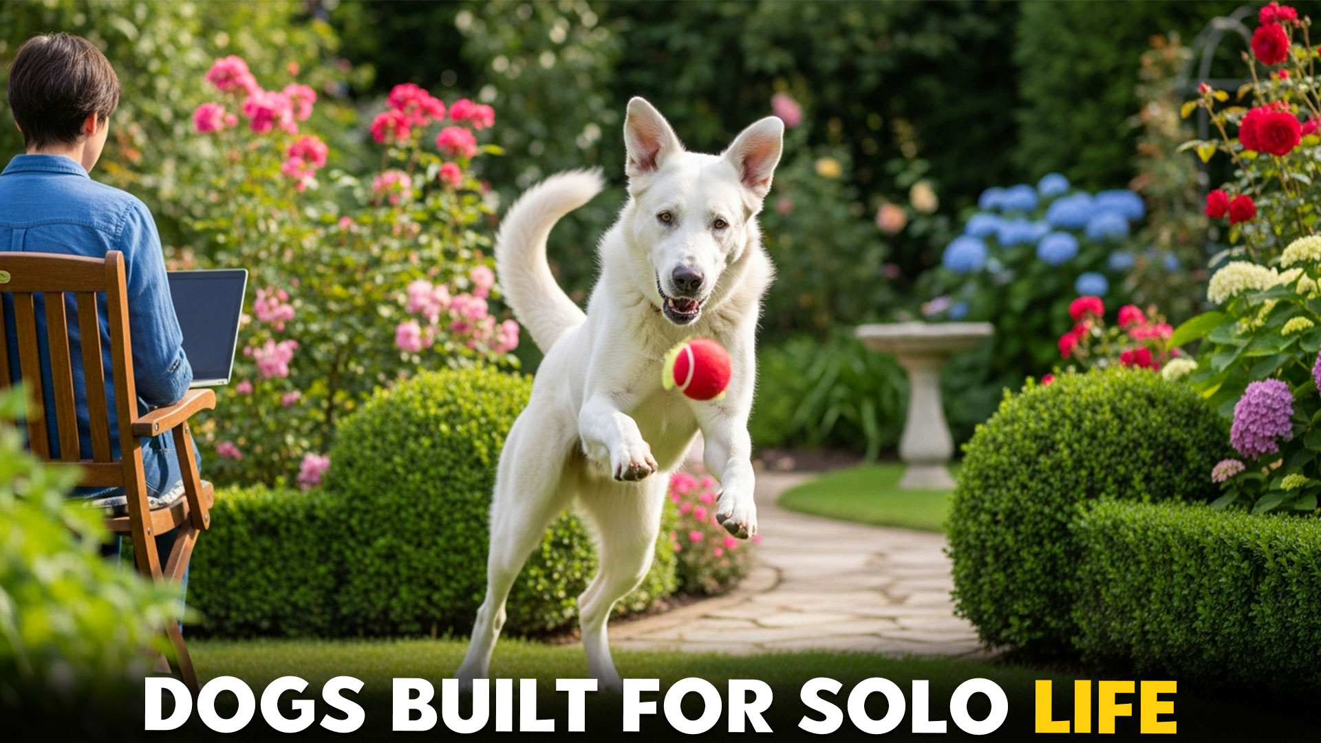 Top-7-Independent-Big-Dog-Breeds-Acting-Alone-for-Solo-Owners