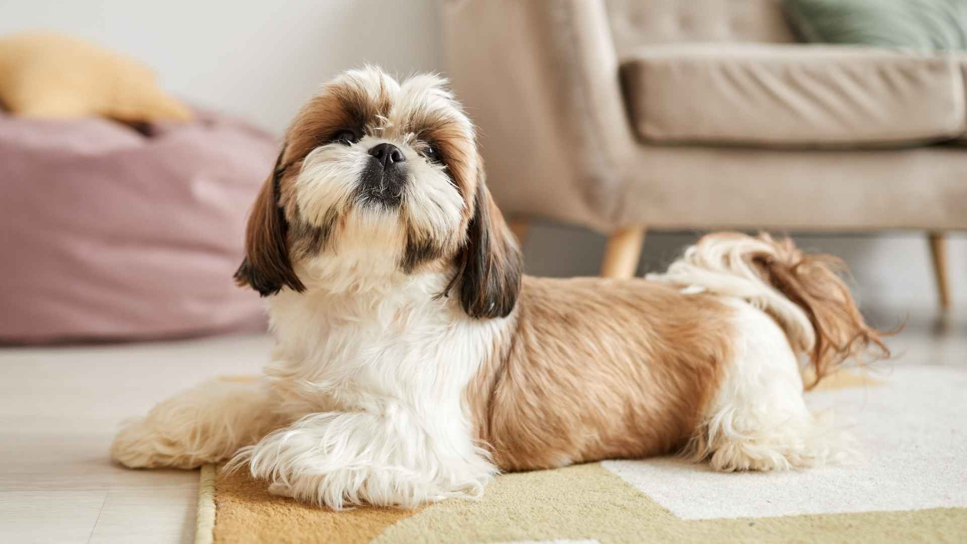 Top 7 Micro Dog Breeds Who Thrive Indoors and Love Cozy Spaces