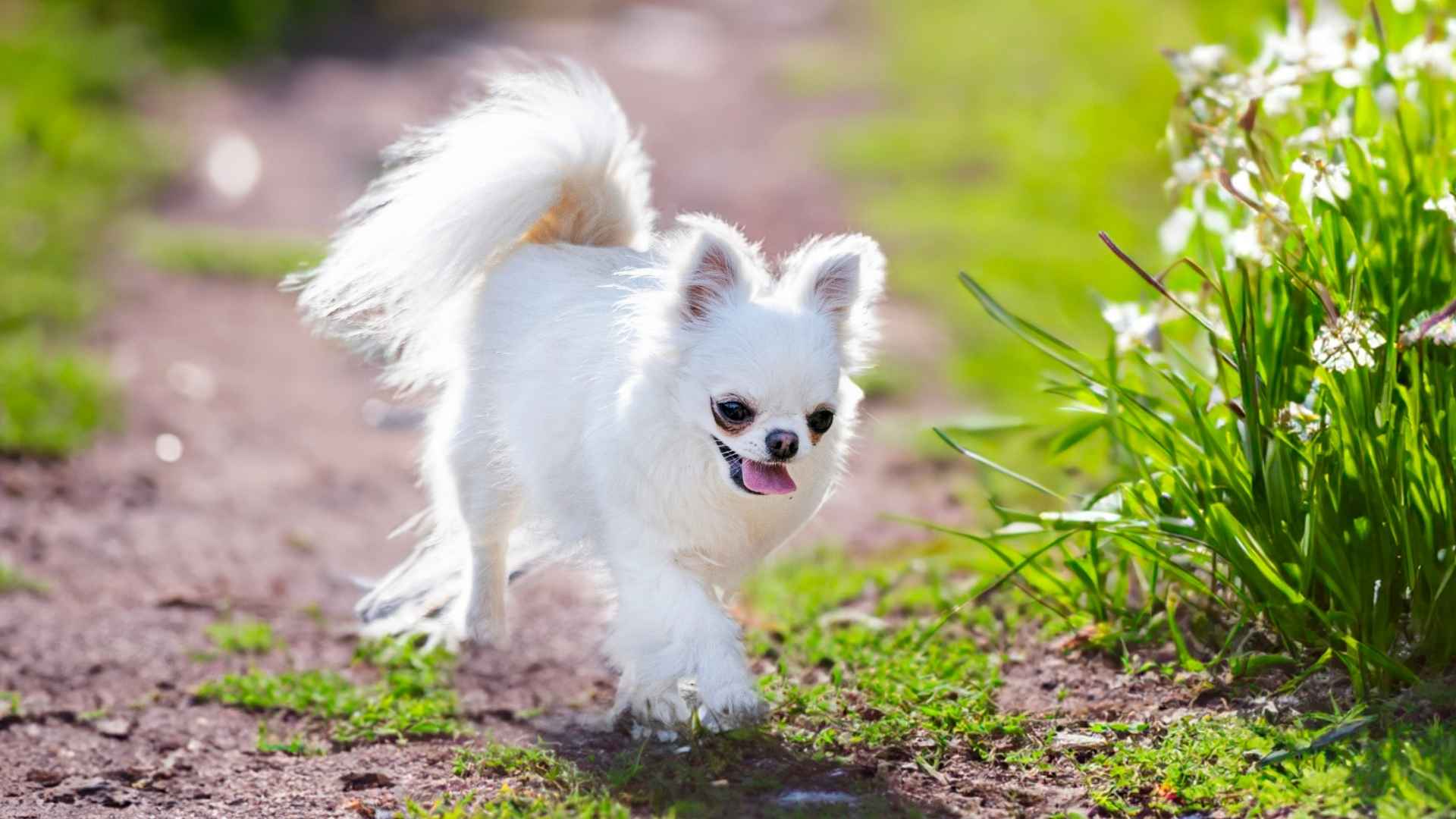 Top 7 Most Coolest Tiny Dog Breeds That Are Bursting with Fun