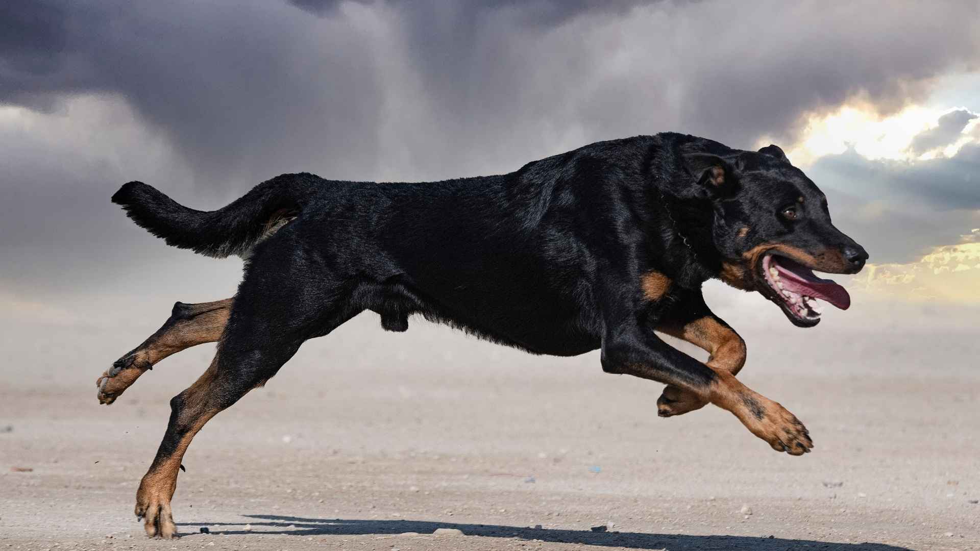 Top 7 Most Toughest Dog Breeds with Strong Will and Determination