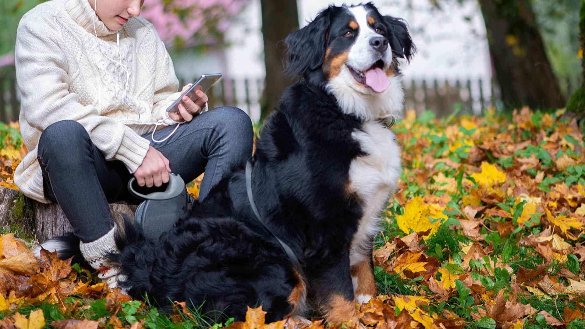 Top 7 Playful Big Dog Breeds Seeking Attention and Love
