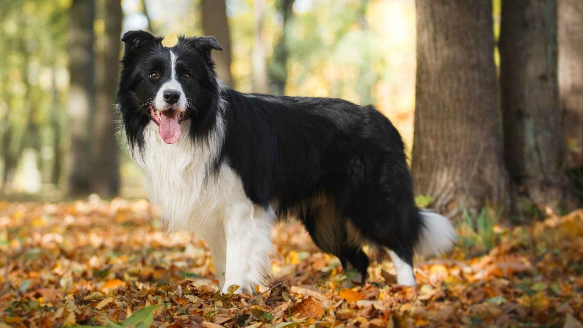 Top 7 Popular Dog Breeds Known for Their Insightfulness