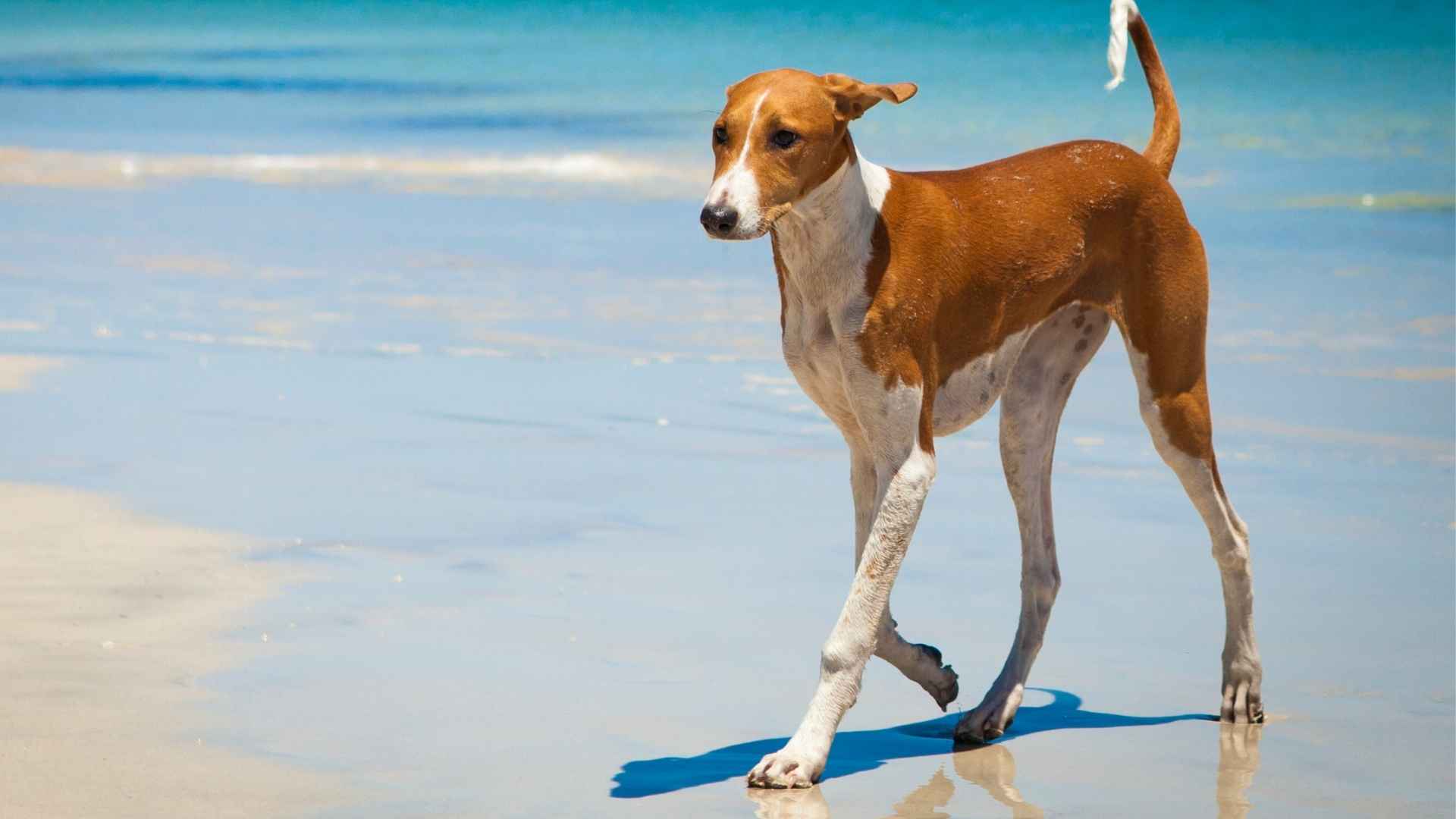 Top 7 Rare Dog Breeds With Emotional Depth