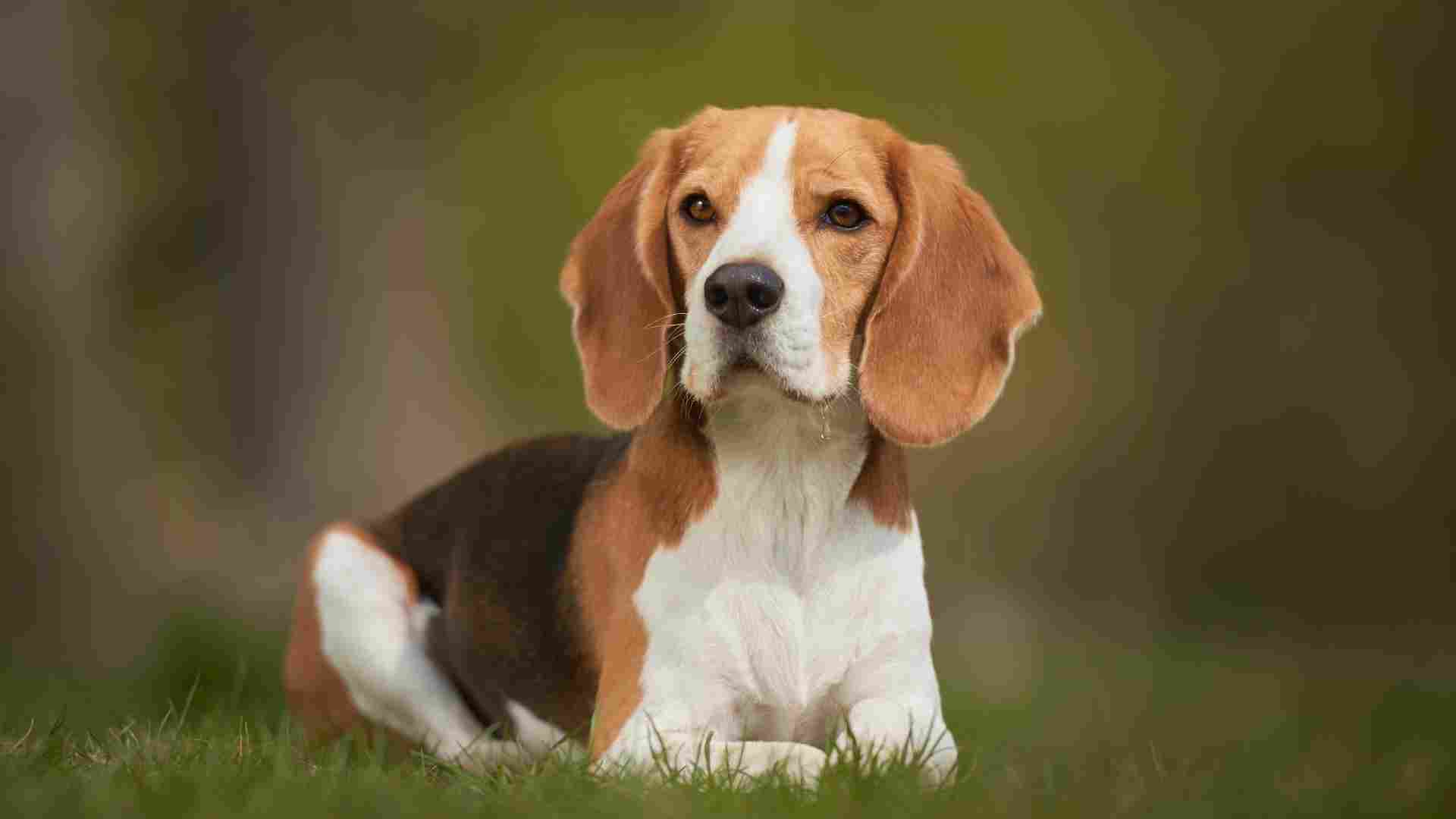 Top 9 Dog Breeds That Are Naturally Curious About Their Environment