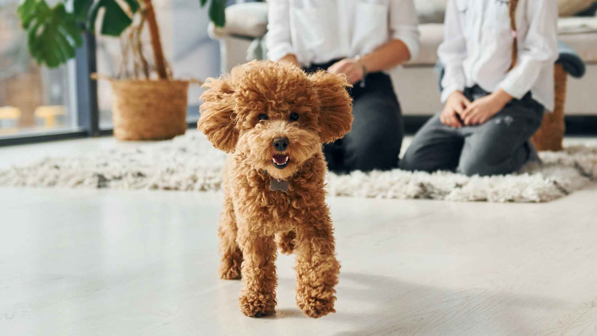Top 9 Happiest Dog Breeds That Are a Constant Source of Positivity