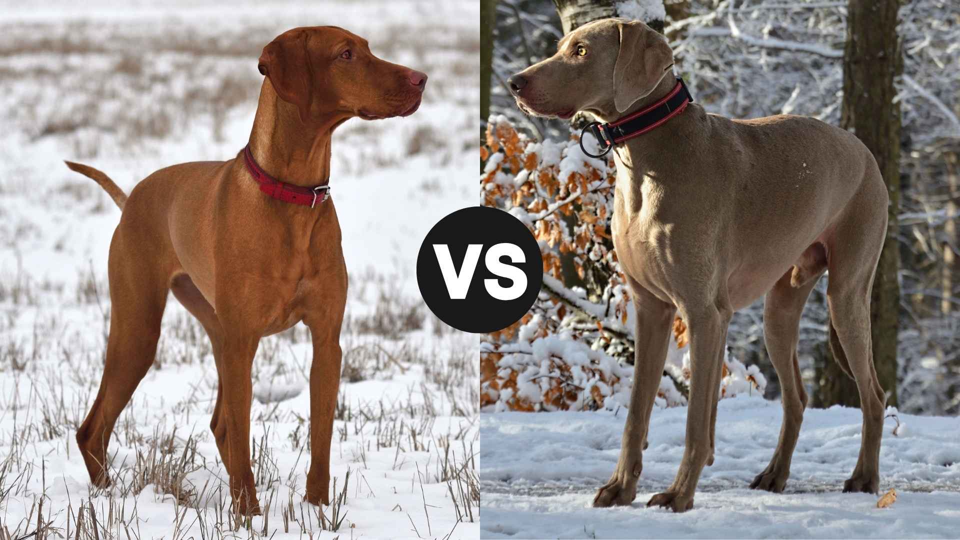 Vizsla vs. Weimaraner Which Is Faster in Field Runs