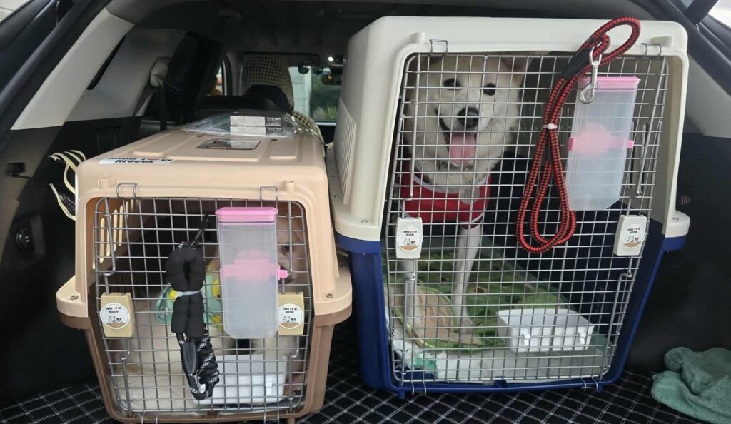 dog rescue