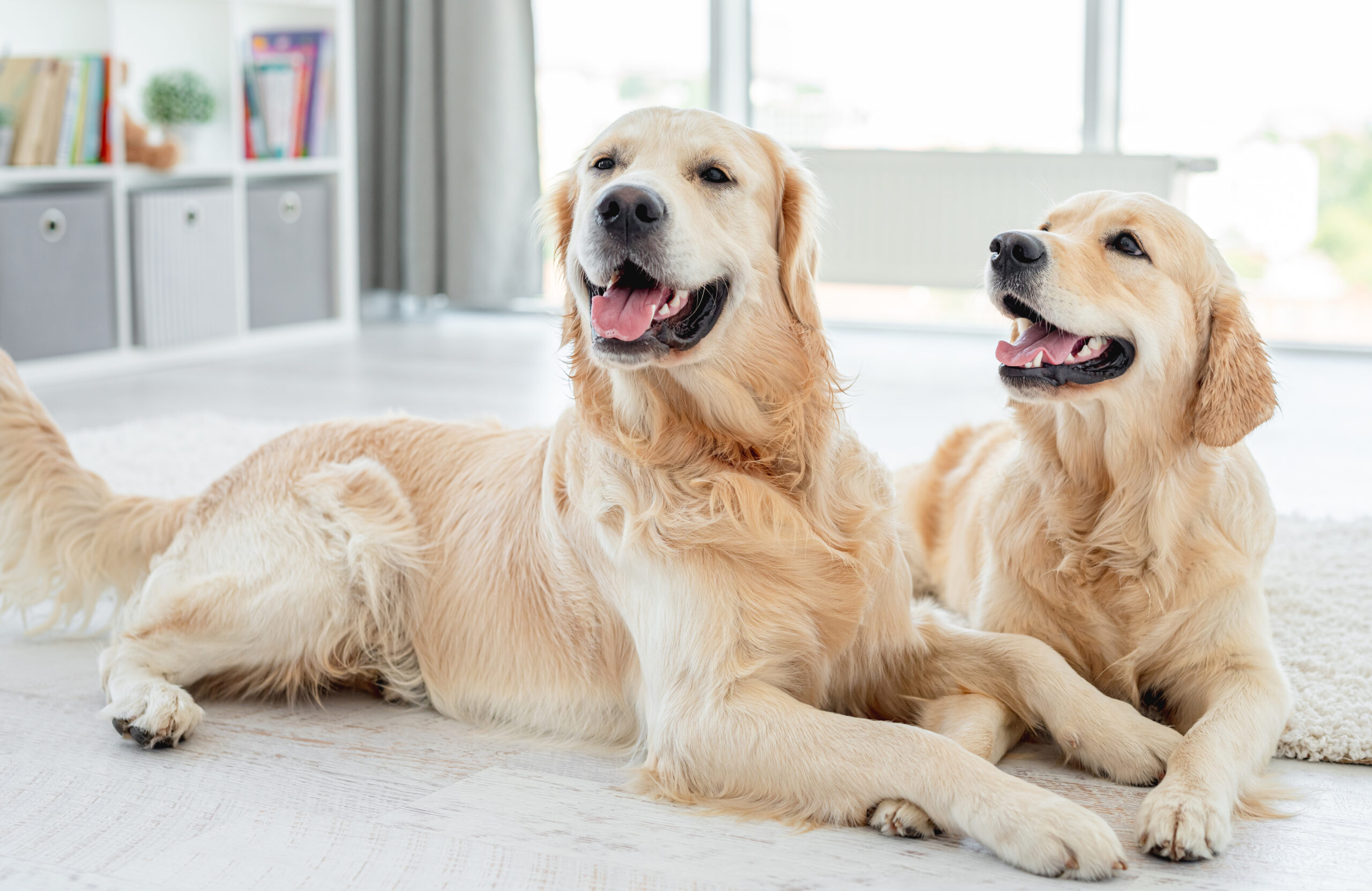 Loving Dog Breeds For Children’s Safety and Protection