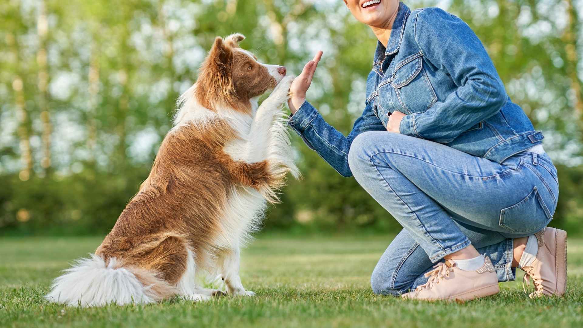 10 Best Canine Geniuses Among Dog Breeds