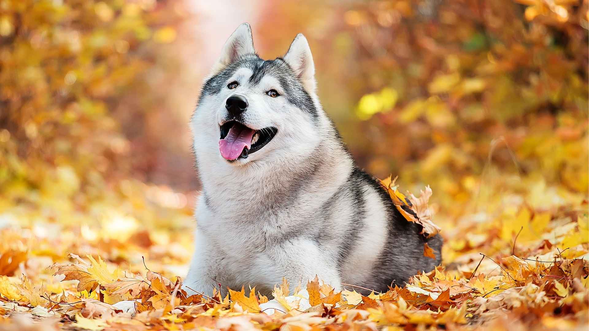 10 Coolest Dog Breeds That Are Adored The Most