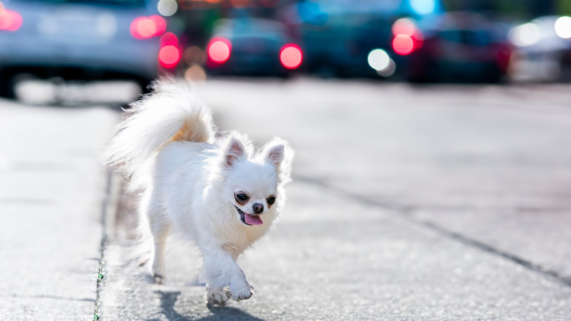 10 Coolest Dog Breeds That Are Bursting With Fun