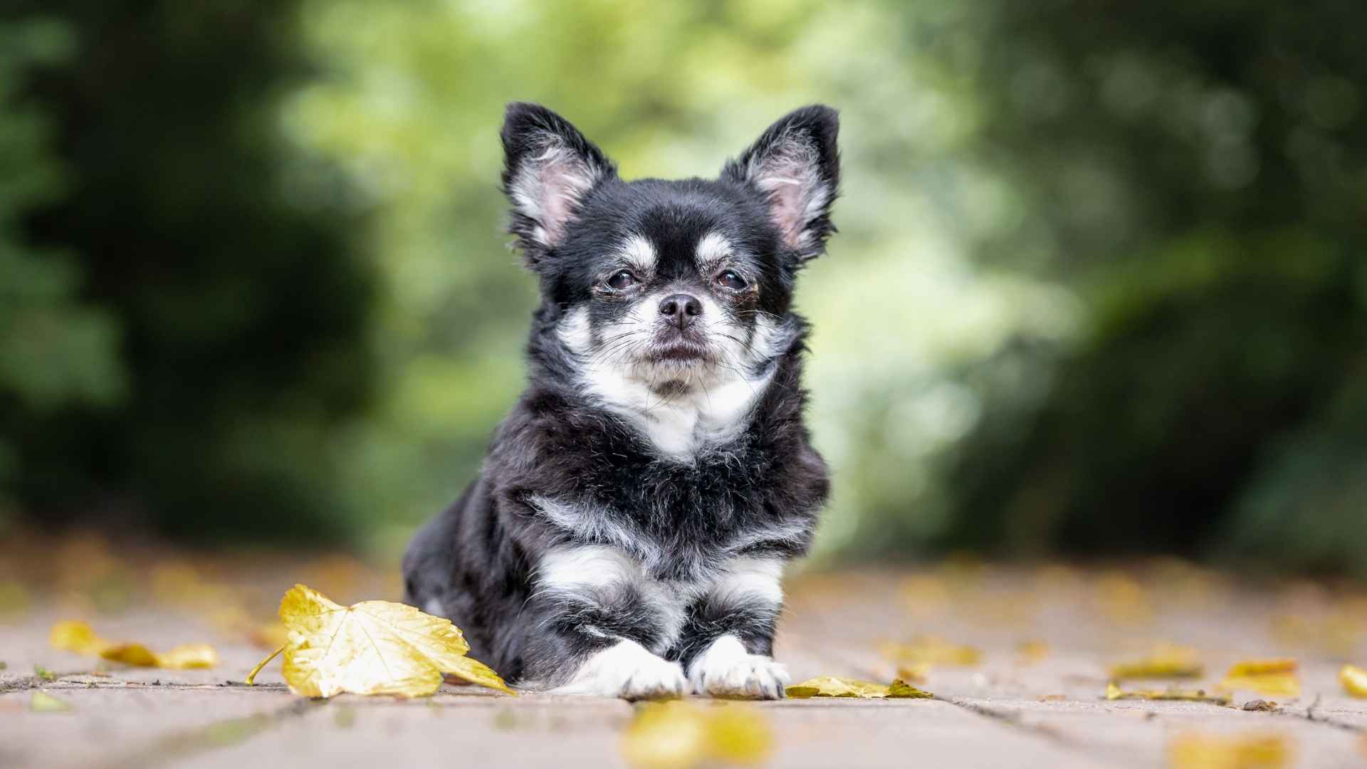 10 Dog Breeds That Age Slowly and Gracefully