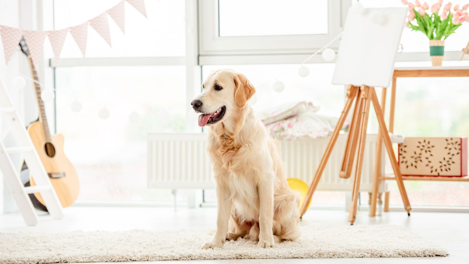 10 Dog Breeds That Are Awesome And Make The Perfect Pets