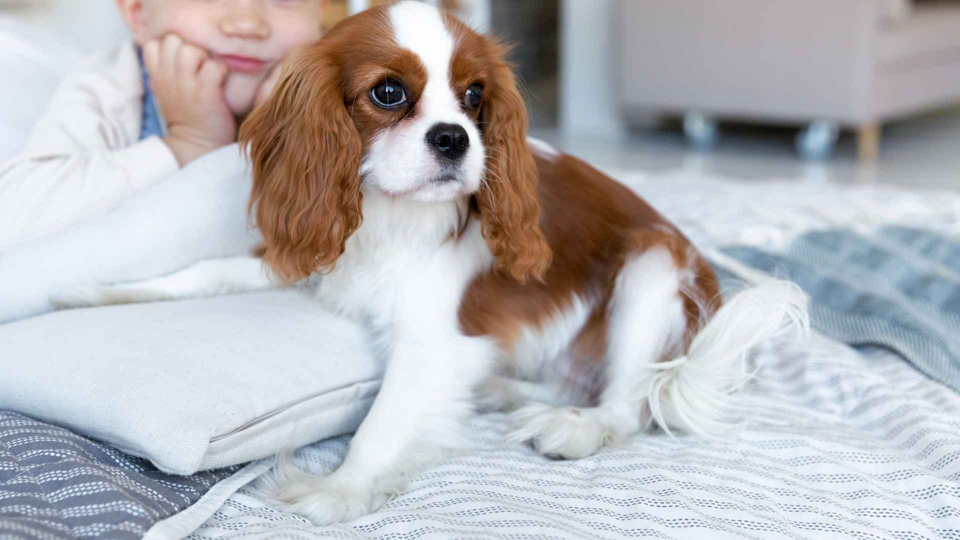10 Dog Breeds That Naturally Love Kids