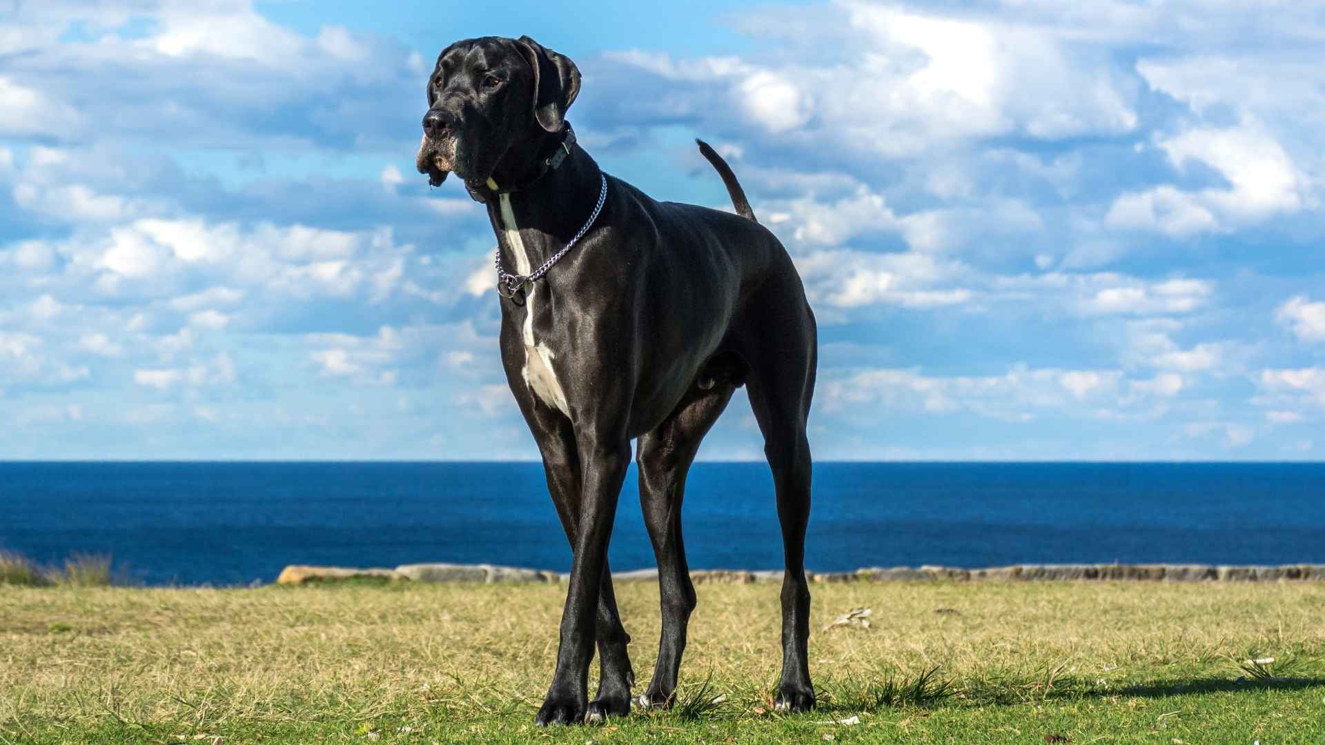 10 Dog Breeds To Avoid Due To Their Size