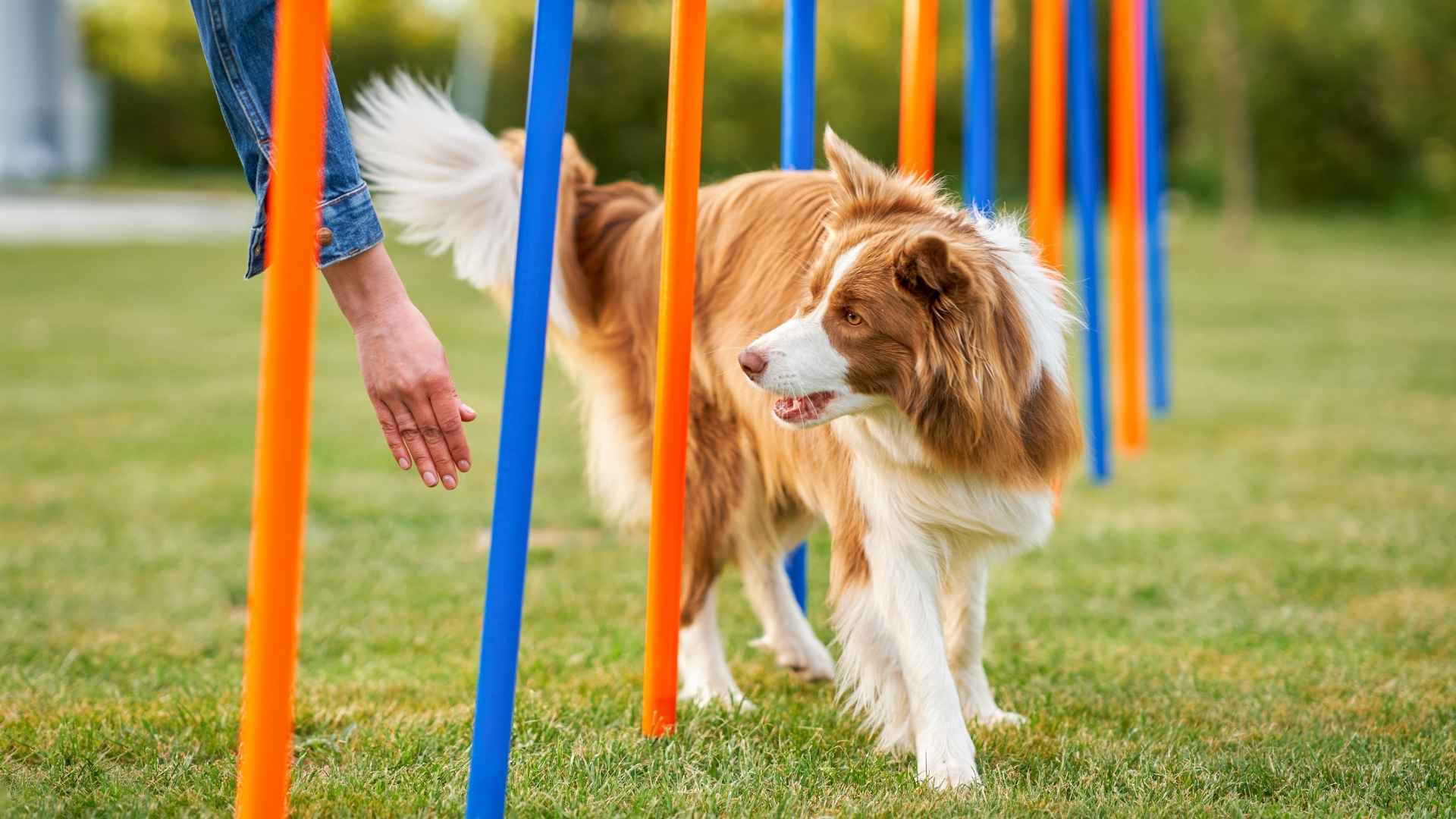 10 Easiest Training Dog Breeds That Learn Fast and Love to Please