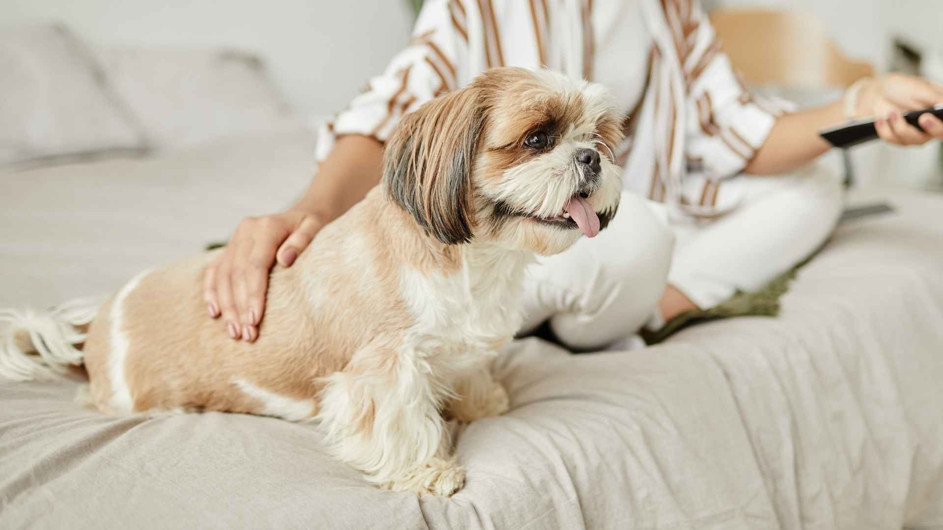 10 Easygoing Dog Breeds That Live At Your Pace
