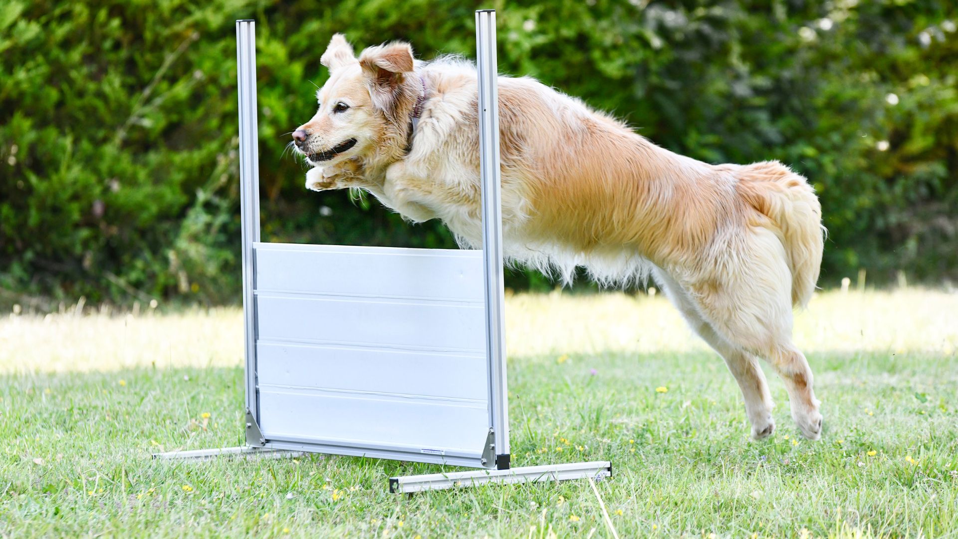 10 Intelligent Dog Breeds That Will Blow Your Mind