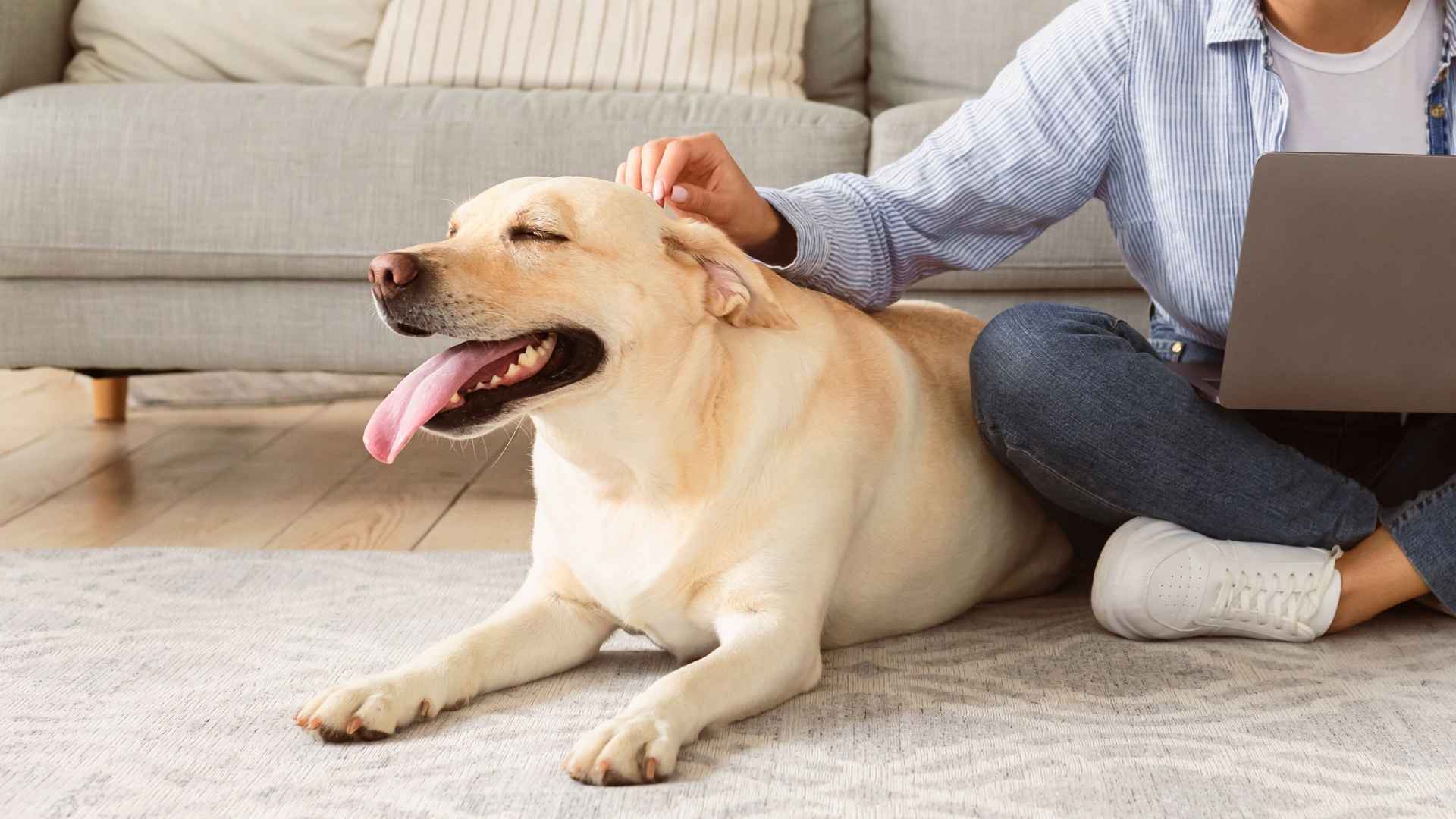 10 Loyal Dog Breeds That Consider You Family