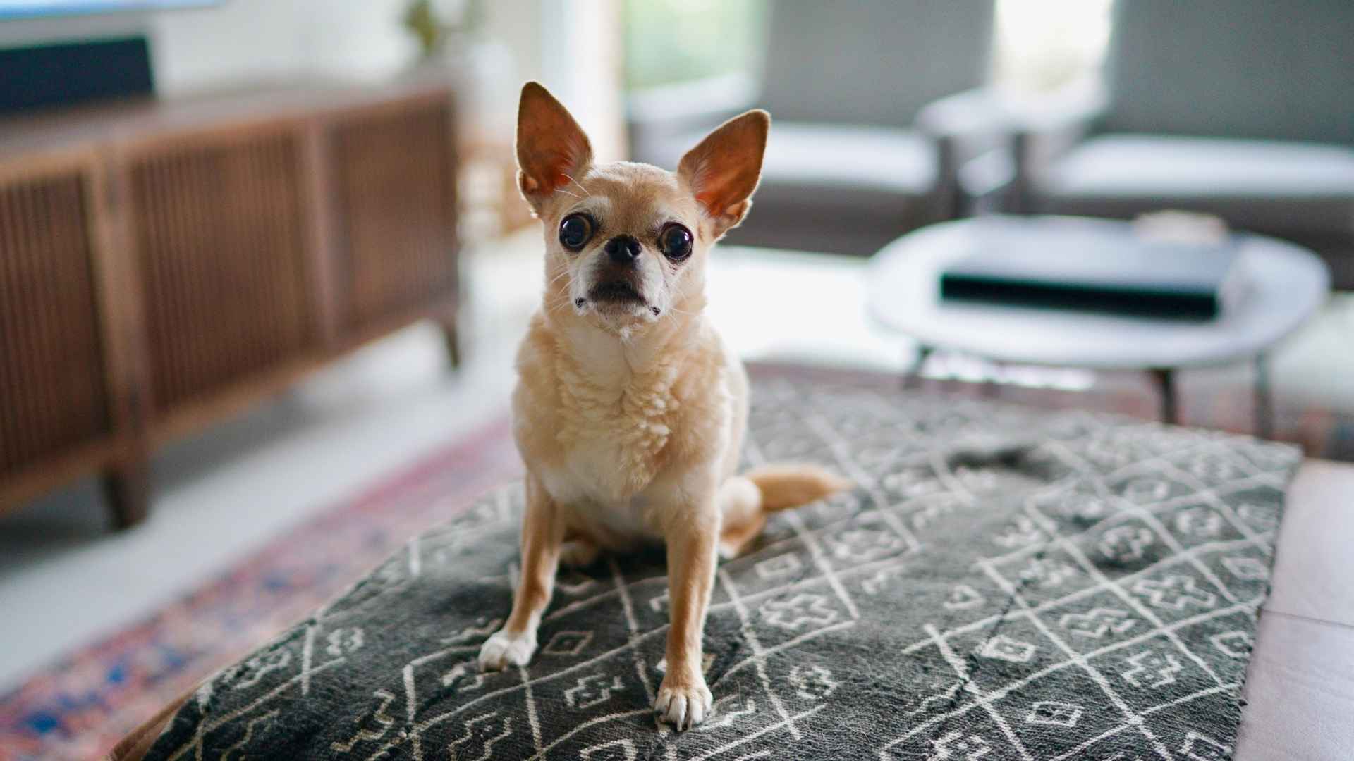 10 Most Affordable Dog Breeds That Stay Small