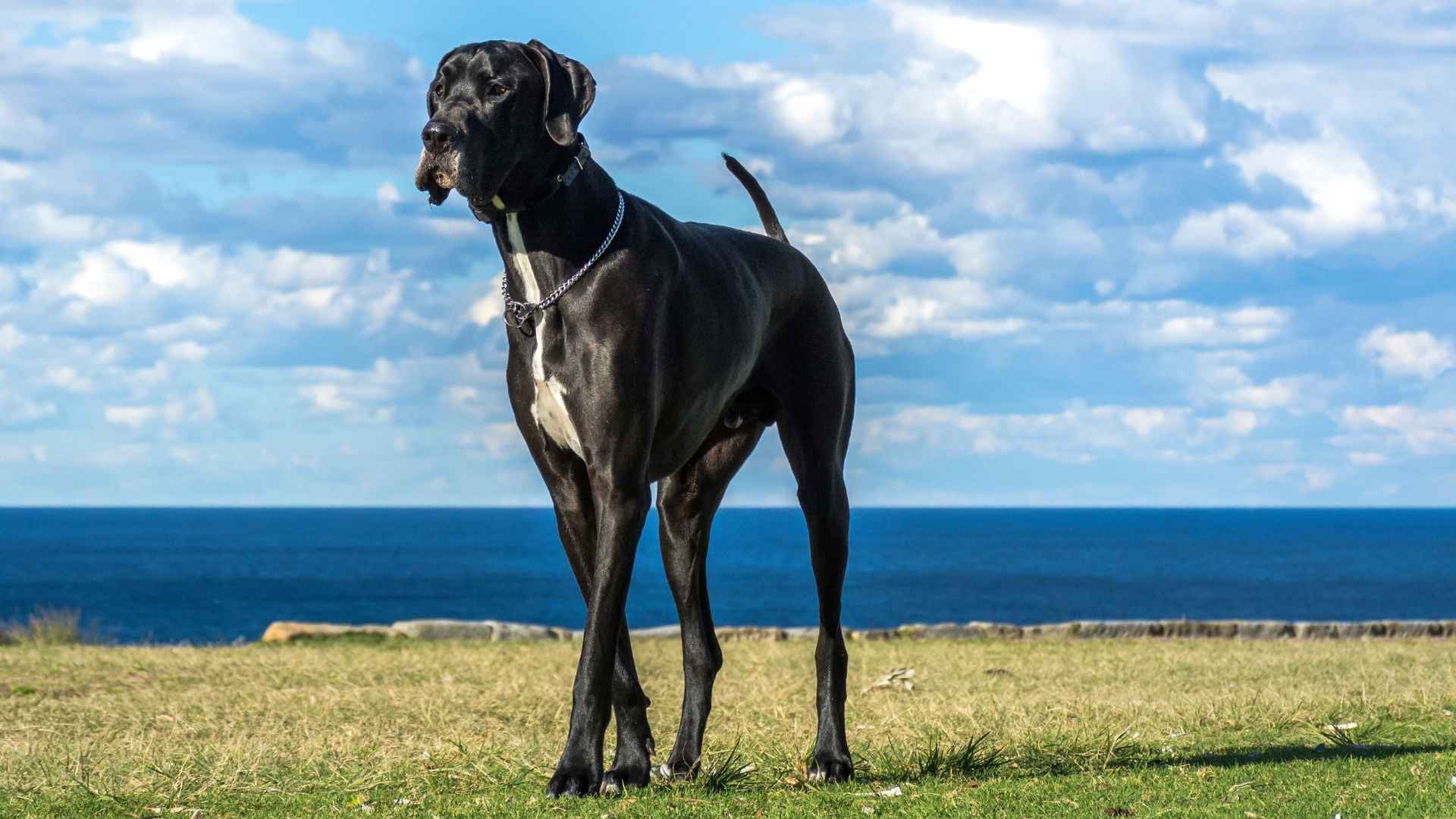 10 Most Gentle Giant Dog Breeds That Will Melt Your Heart