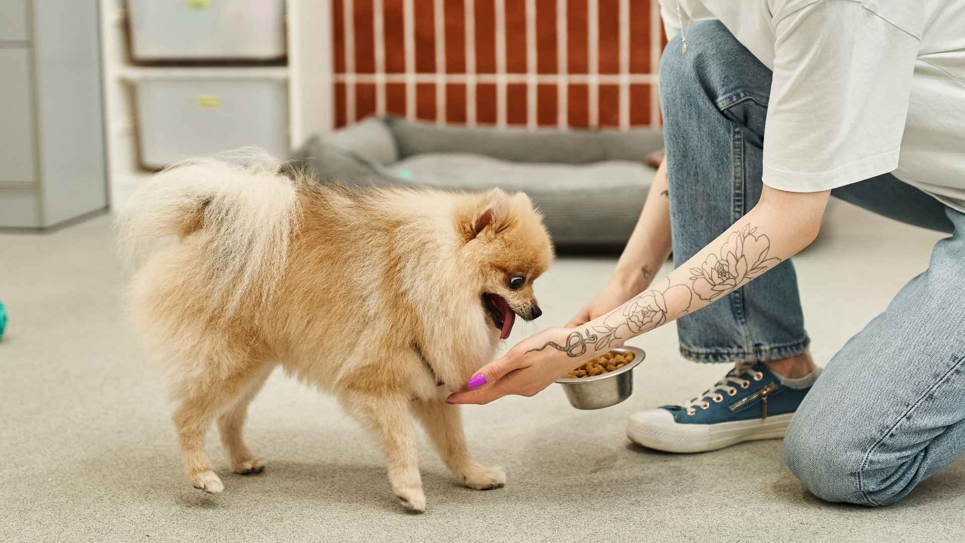10 Most Intelligent Small Dog Breeds