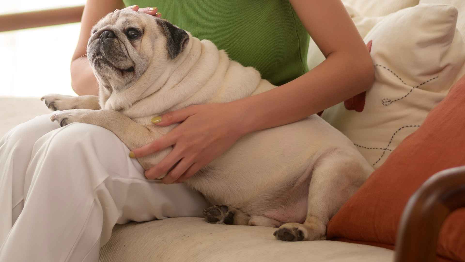10 Most Loving Dog Breeds In The World