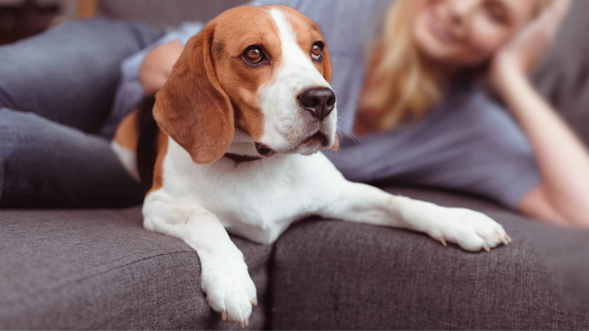 10 Most Low-Maintenance Dog Breeds You'll Adore