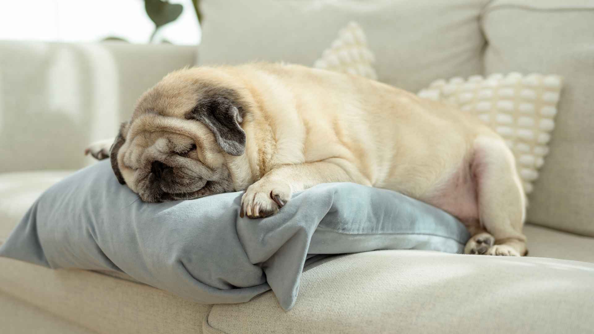 10 Most Sleepy Dog Breeds You Should Consider Adopting