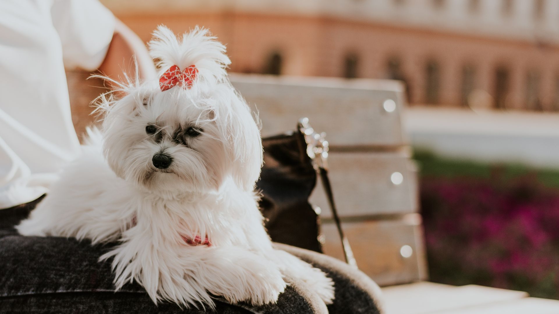 5 Small Friend Dog Breeds for Every Dog Lover