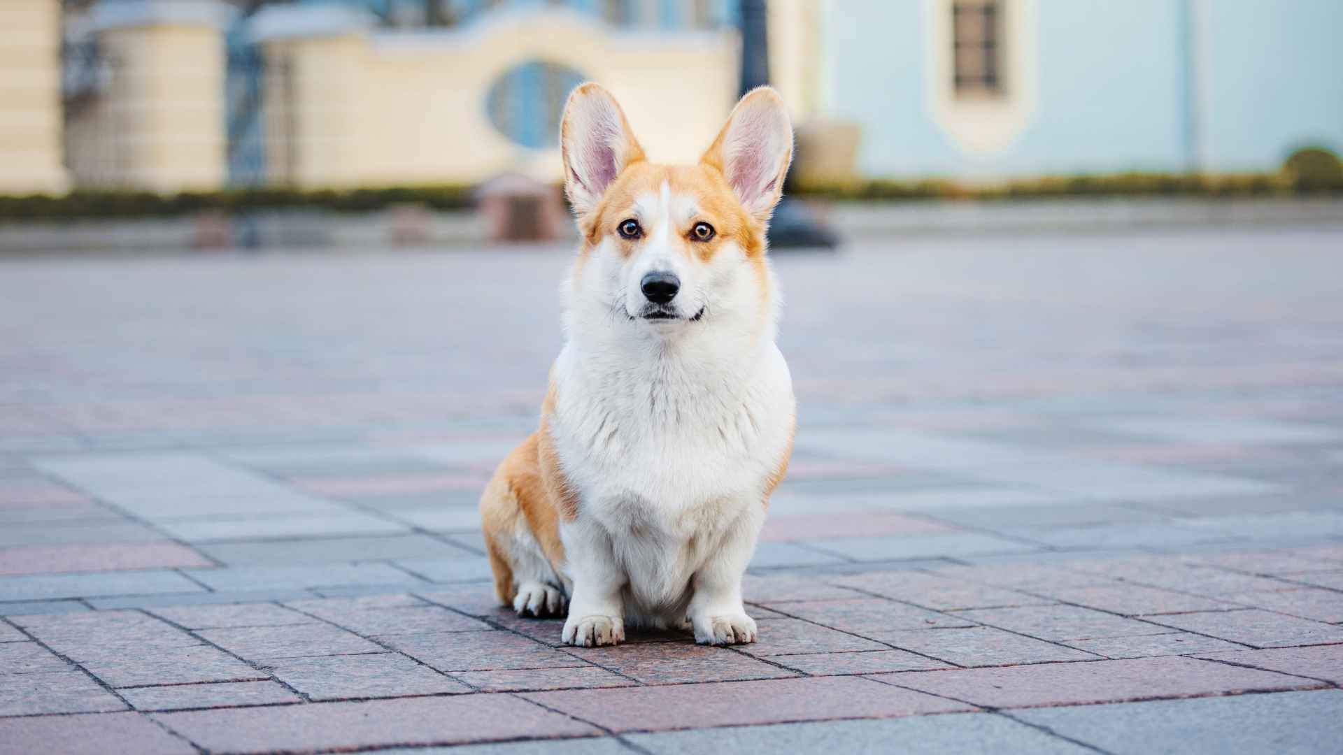 7 Alert Dog Breeds for Urban Living